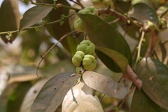 Glochidion lanceolarium